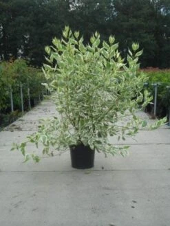 Bonte Kornoelje (Cornus Alba 'Elegantissima') -Planten Verkoopwinkel 20130214103242 3 1