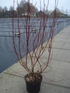 Bonte Kornoelje (Cornus Alba 'Elegantissima') -Planten Verkoopwinkel 20130214103250 3 1