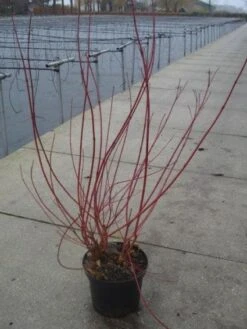 Kornoelje (Cornus Alba 'Sibirica') -Planten Verkoopwinkel 20130214103537 6
