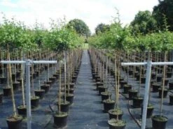 Rode Meidoorn (Crataegus Laevigata 'Paul's Scarlet') -Planten Verkoopwinkel 20130214111754 14