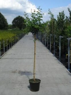 Rode Meidoorn (Crataegus Laevigata 'Paul's Scarlet') -Planten Verkoopwinkel 20130214111804 14 3