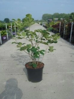 Toverhazelaar (Hamamelis Intermedia 'Diane') -Planten Verkoopwinkel 20130214114113 18 9 9