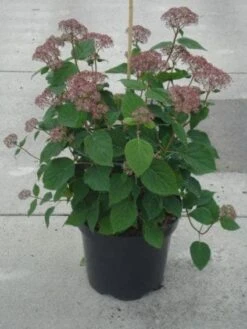Hortensia (Hydrangea 'Pink Annabelle') -Planten Verkoopwinkel 20130214115155 1