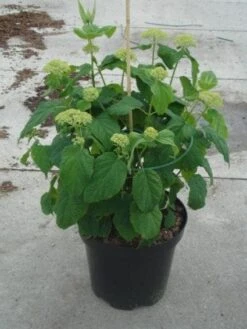 Hortensia (Hydrangea 'Strong Annabelle') 24 Hortensia (Hydrangea 'Strong Annabelle') -Planten Verkoopwinkel 20130214115328 1