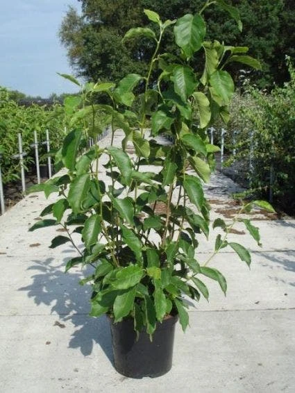 Beverboom (Magnolia Soulangeana) 3 Beverboom (Magnolia Soulangeana) - Afbeelding 3