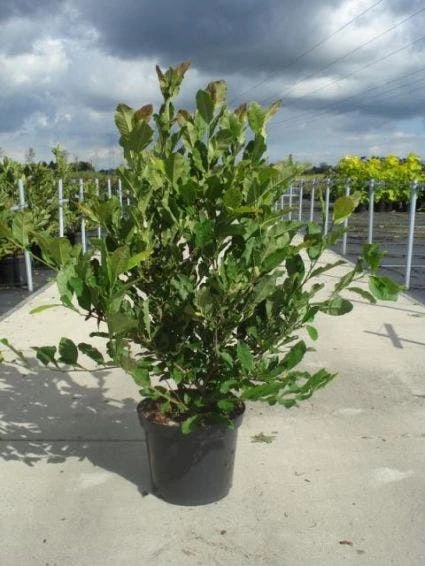 Stermagnolia (Magnolia Stellata) 7 Stermagnolia (Magnolia Stellata) - Afbeelding 7