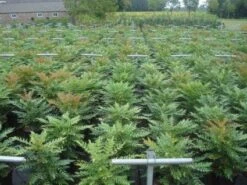 Mahoniestruik (Mahonia Media 'Winter Sun') -Planten Verkoopwinkel 20130214142529 11 1