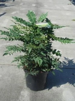 Mahoniestruik (Mahonia Media 'Winter Sun') -Planten Verkoopwinkel 20130214142545 11