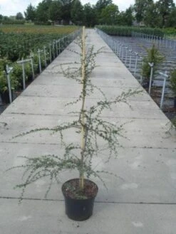 Planten Verkoopwinkel -Planten Verkoopwinkel 20130214142835 10