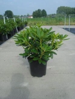 Rhododendron (Rhododendron Catawbiense 'Grandiflorum') -Planten Verkoopwinkel 20130214153505 13