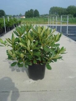 Rhododendron (Rhododendron 'Nova Zembla') -Planten Verkoopwinkel 20130214153726 7
