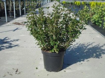 Dwerg Sering (Syringa Meyeri 'Palibin') 5 Dwerg Sering (Syringa Meyeri 'Palibin') - Afbeelding 5