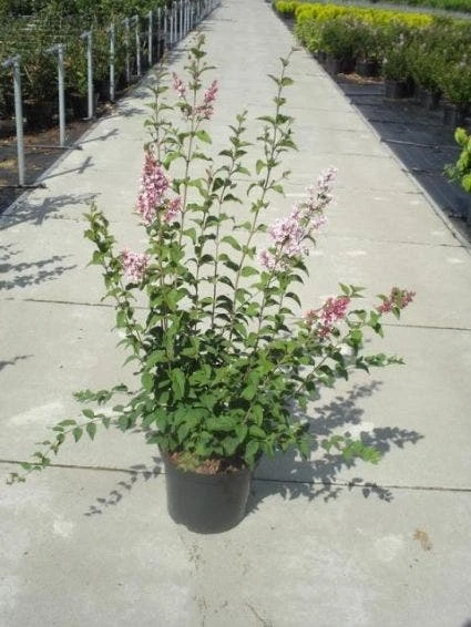 Sering (Syringa Microphylla 'Superba') 2 Sering (Syringa Microphylla 'Superba') - Afbeelding 2