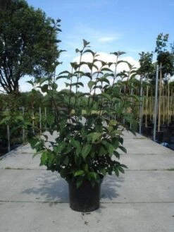 Sneeuwbal (Viburnum Bodnantense 'Dawn') -Planten Verkoopwinkel 20130215094907 35 7 3