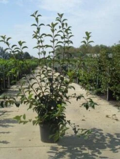 Sneeuwbal (Viburnum Bodnantense 'Charles Lamont') -Planten Verkoopwinkel 20130215095158 4 2