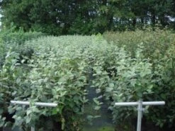 Sneeuwbal (Viburnum Carlcephalum) -Planten Verkoopwinkel 20130215095422 11