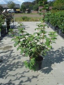 Sneeuwbal (Viburnum Opulus 'Roseum') -Planten Verkoopwinkel 20130215100016 9 1