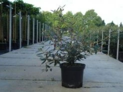 Sneeuwbal (Viburnum Bodnantense 'Dawn') -Planten Verkoopwinkel 20130215100739 1 3