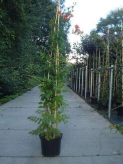 Trompetbloem (Campsis Tagliabuana 'Mme Galen') -Planten Verkoopwinkel 20130215104653 9