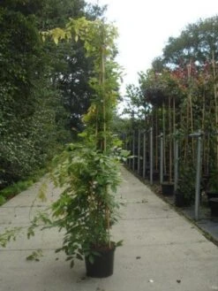 Blauwe Regen (Wisteria Sinensis) -Planten Verkoopwinkel 20130215105427 13