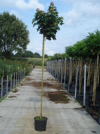 Bolesdoorn (Acer Platanoides 'Globosum') 2 Bolesdoorn (Acer Platanoides 'Globosum') - Afbeelding 2