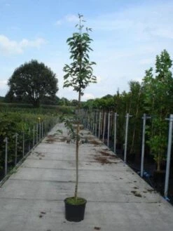 Krentenboom (Amelanchier Arborea 'Robin Hill') -Planten Verkoopwinkel 20130215113904 10 1