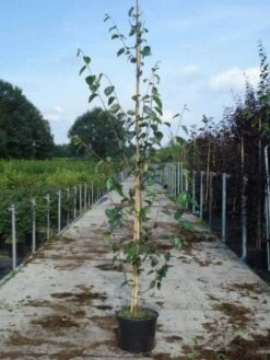 Witte Berk (Betula Utilis 'Doorenbos') -Planten Verkoopwinkel 20130215114133 14