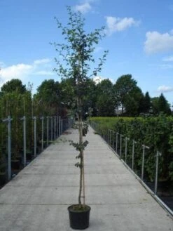 Rode Meidoorn (Crataegus Laevigata 'Paul's Scarlet') -Planten Verkoopwinkel 20130215114625 14 2