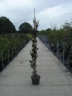 Rode Zuilbeuk (Fagus Sylvatica 'Dawyck Purple')