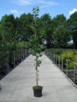 Japanse Notenboom (Ginkgo Biloba) 22 Japanse Notenboom (Ginkgo Biloba) -Planten Verkoopwinkel 20130215114856 10 1