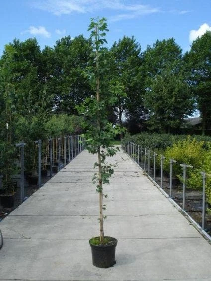 Japanse Notenboom (Ginkgo Biloba) 3 Japanse Notenboom (Ginkgo Biloba) - Afbeelding 3