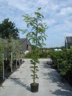 Geelbladige Christusdoorn (Gleditsia Triacanthos 'Sunburst') -Planten Verkoopwinkel 20130215114936 13