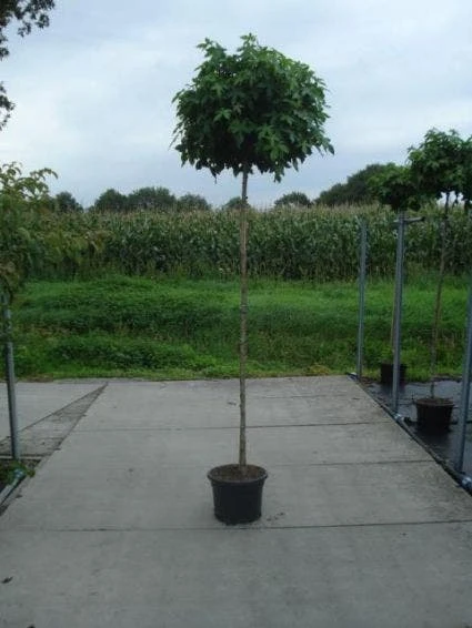 Amberboom (Liquidambar 'Gum Ball') 4 Amberboom (Liquidambar 'Gum Ball') - Afbeelding 4