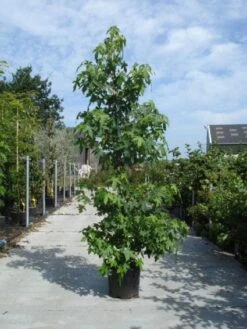 Amberboom Als Struik (Liquidambar Styraciflua) -Planten Verkoopwinkel 20130215115312 7