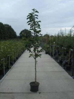 Beverboom (Magnolia Kobus) -Planten Verkoopwinkel 20130215115339 7