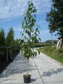 Beverboom (Magnolia Kobus) -Planten Verkoopwinkel 20130215115408 19 1