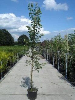 Chinese Sierpeer (Pyrus Calleryana 'Chanticleer') -Planten Verkoopwinkel 20130215115633 19 1