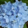 Hortensia Blauw (Hydrangea 'Forever&Ever') -Planten Verkoopwinkel 20130312215137 1 1