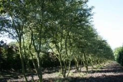 Krentenboom Als Struik (Amelanchier Lamarckii) -Planten Verkoopwinkel 20130315104532 13 1