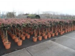 Sneeuwbal Op Stam (Viburnum Tinus 'Eve Price') 16 Sneeuwbal Op Stam (Viburnum Tinus 'Eve Price') -Planten Verkoopwinkel 20130316135155 4 1