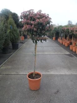 Sneeuwbal Op Stam (Viburnum Tinus 'Eve Price') 15 Sneeuwbal Op Stam (Viburnum Tinus 'Eve Price') -Planten Verkoopwinkel 20130316135206 4 1