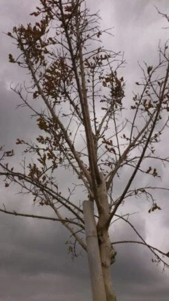 Roze Lagerstroemia Als Boom (Lagerstroemia Indica) -Planten Verkoopwinkel 20130522141211 8 1