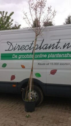 Roze Lagerstroemia Als Boom (Lagerstroemia Indica) -Planten Verkoopwinkel 20130522141225 8 1