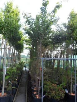 Japanse Sierkers (Prunus Serrulata 'Kanzan') -Planten Verkoopwinkel 20130703100803 16