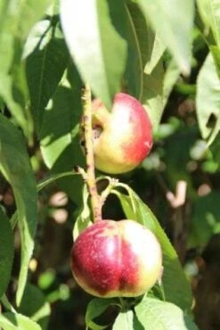Nectarine (Prunus Persica Nucipersica) -Planten Verkoopwinkel 20130906151641 2