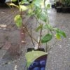 Blauwe Bes (Vaccinium Corymbosum 'Patriot') -Planten Verkoopwinkel 20131105161025 1