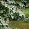 Kornoelje (Cornus Kousa 'China Girl') -Planten Verkoopwinkel 20160612 161509 resized