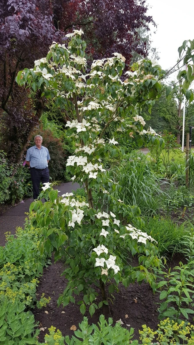 Kornoelje (Cornus Kousa 'China Girl') 8 Kornoelje (Cornus Kousa 'China Girl') - Afbeelding 8