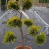 Cupressocyparis Als Bonsai (Cupressocyparis Leylandii 'Gold Rider') 3 Cupressocyparis Als Bonsai (Cupressocyparis Leylandii 'Gold Rider') -Planten Verkoopwinkel 20190115 160738
