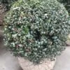 Hulst In Bolvorm (Ilex Altaclerensis ‘Camelliifolia’) 10 Hulst In Bolvorm (Ilex Altaclerensis ‘Camelliifolia’) -Planten Verkoopwinkel 20190116 142329 resized 1